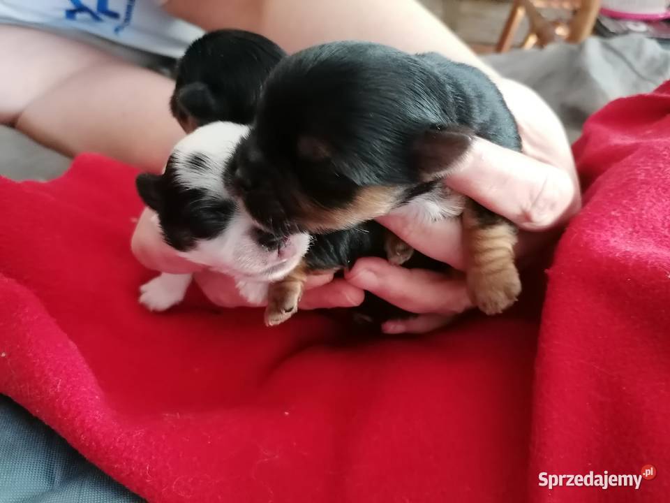 Przepiękny york z rodowodem Mysłowice