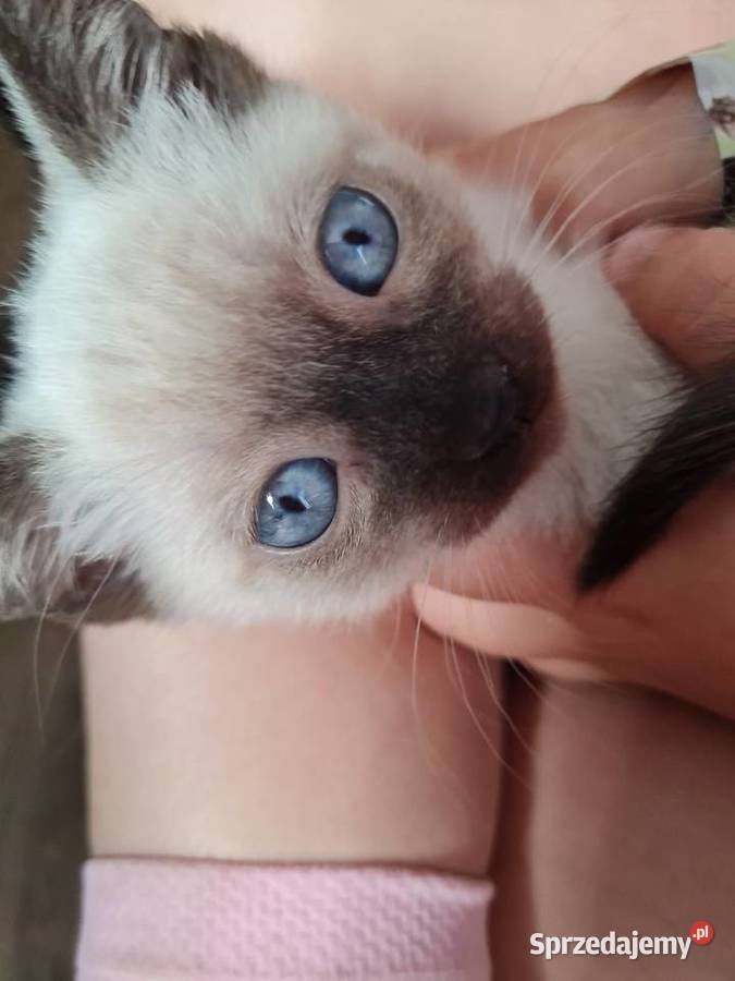 Kociaki Syjamskie do rezerwacji Lipno