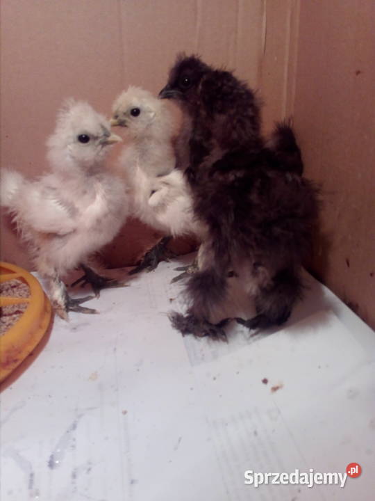Sprzedam kurczątka Silka Jedwabista USA Drób i ptactwo Dębica