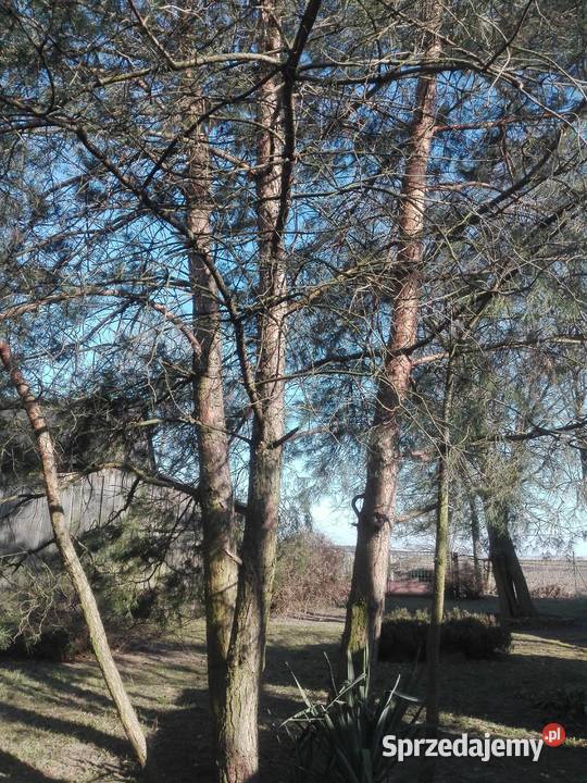 Sprzedam drewno na pniu świerki i sosny łódzkie Pęczniew