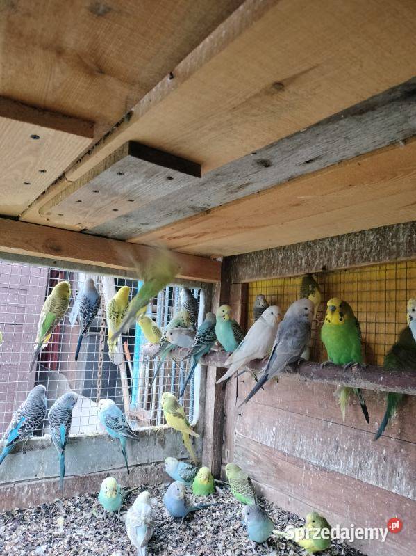 Papugi faliste sprzedam Ptaki Nowy Tomyśl
