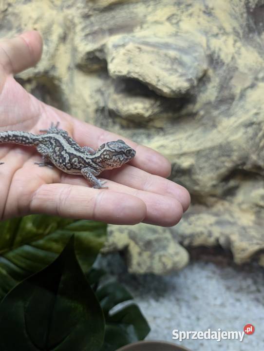 Gekon madagaskarski Olsztyn