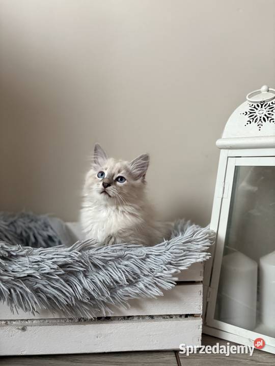 Kocurek Neva Masquerade Kępno