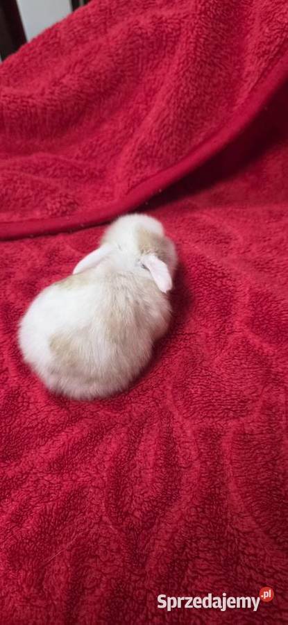 Króliczki Mini Lop wielkopolskie Miejska Górka