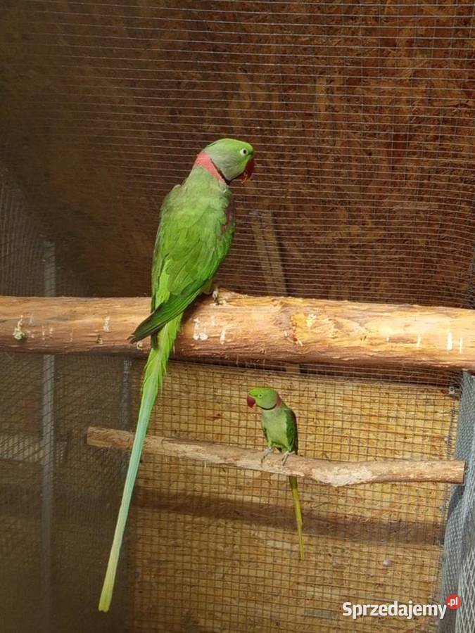 Aleksandretta większa