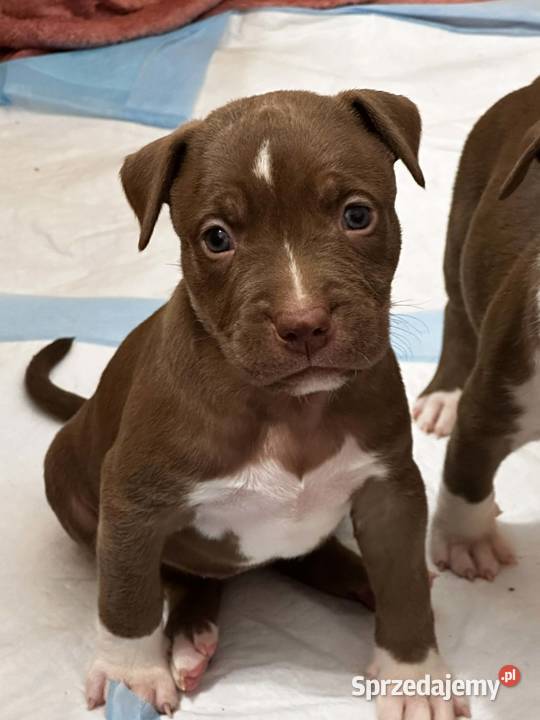 American bully xl abkc suczka szczeniak Czerlejno