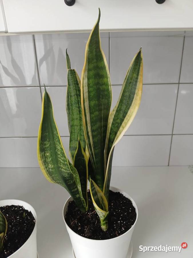 Sansewieria Futura Superba Sansevieria 57 Częstochowa