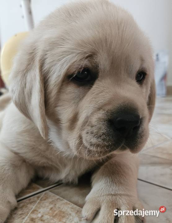 Labrador retriever Zkwp FCI Lgota Mała