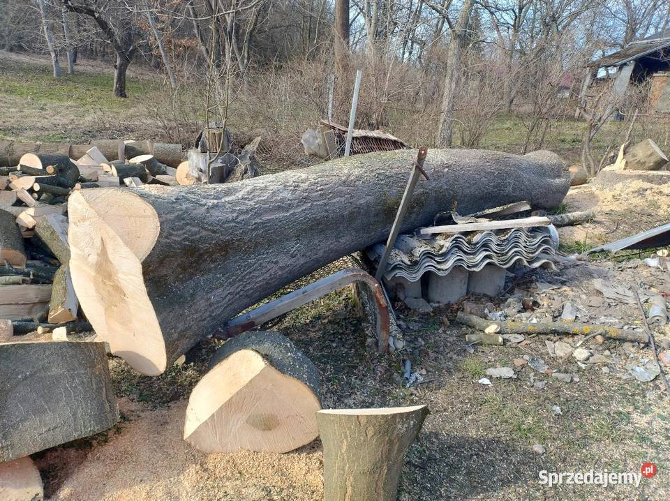 Kloc z jesiona Sietesz