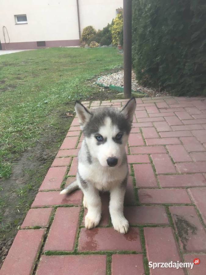 Sprzedam Pieski Rasy Siberian Husky Tomiczki