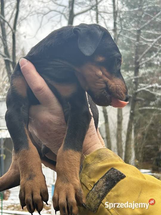 Szczenięta Dobermana z rodowodem do sprzedania Doberman sprzedam