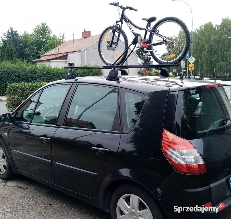 Belki dachowe amos podkarpackie Krosno