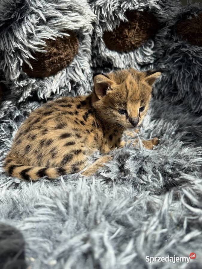 Samica serwal małopolskie Kraków