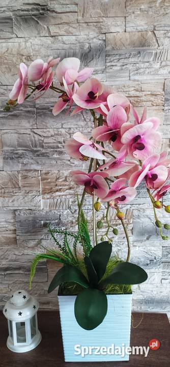 Storczyk gumowy 75 Sędziszów Małopolski