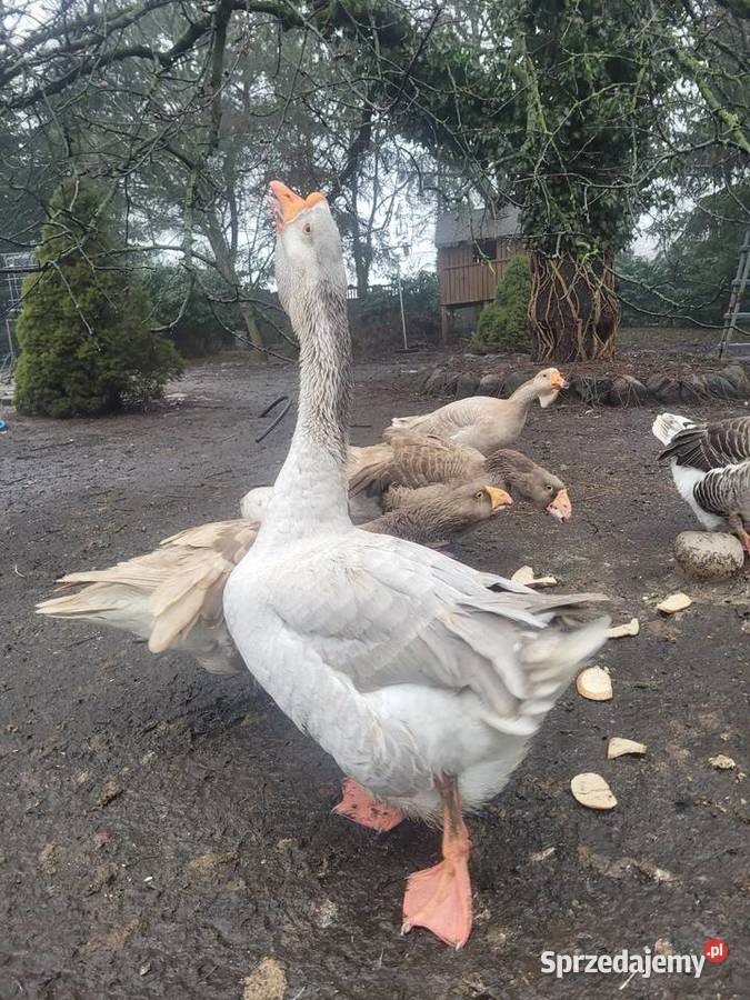 Gęsi Chołmogory lubuskie Zielona Góra