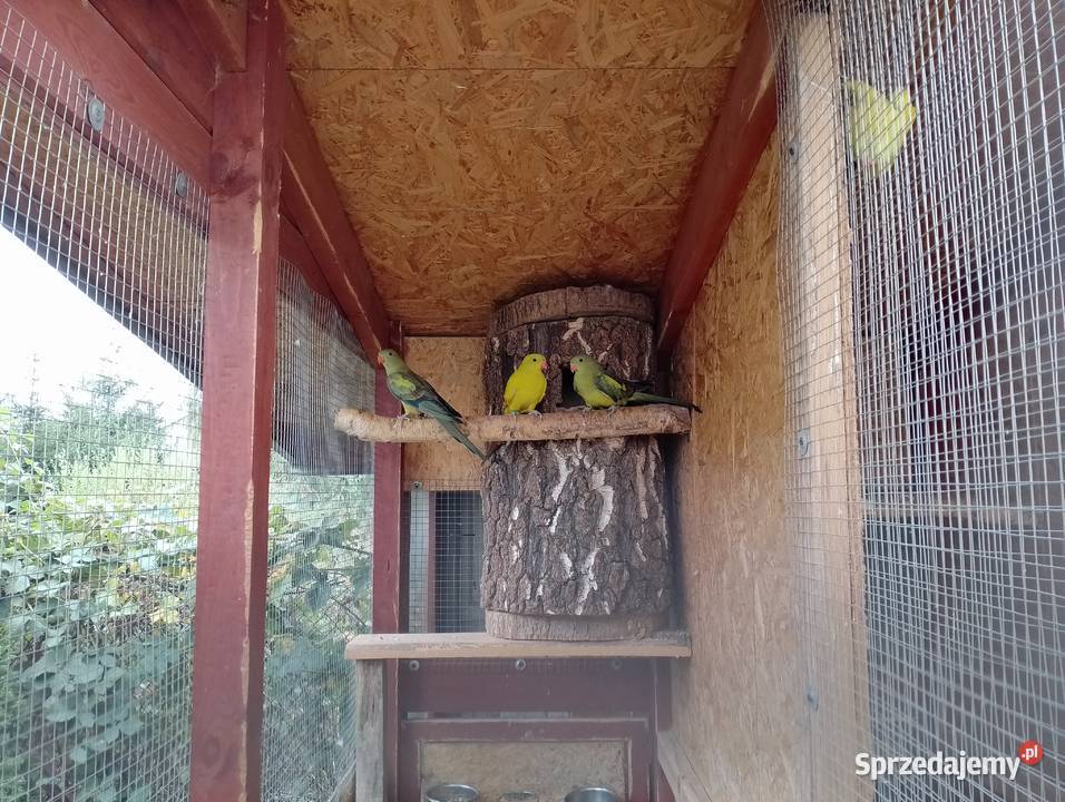 Papuga górskaBerg szpalt na pastel Warszawa