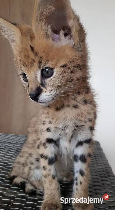 Serwale Afrykańskie Leptailurus serval młode Katowice