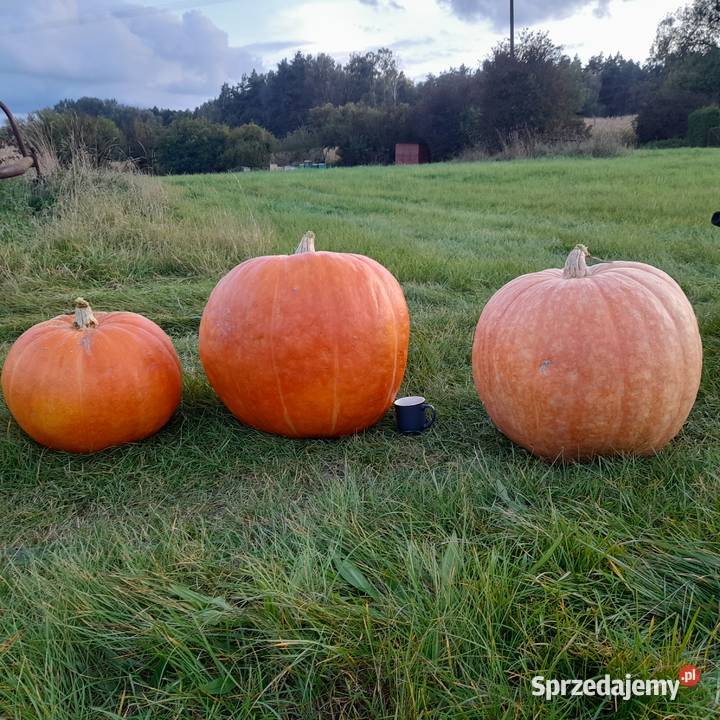 Dynia jadalna halloween Pozostałe Poznań