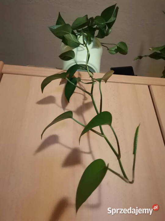 Epipremnum aureum w doniczce lubelskie Lublin