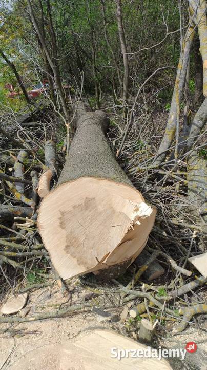 Jesion Drewno budowlane Horodyszcze