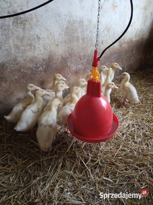 Kaczki Pekin MulardKaczogęsi Hodowane naturalnie Ładna