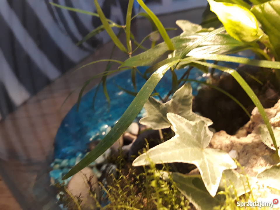 Las w szkle Rajska Wyspa Gdańsk