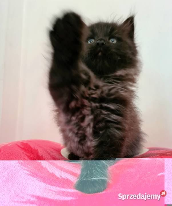 Maine Coon XXL świętokrzyskie