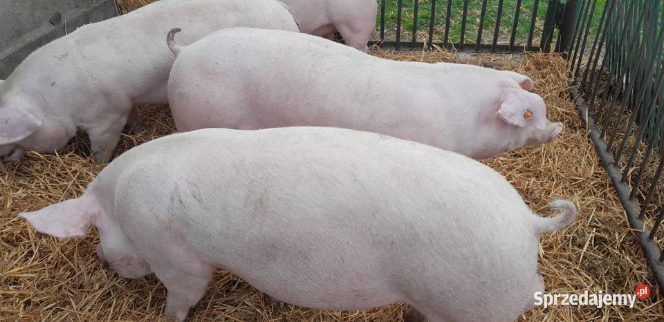 Knurki PBZ francuskiej genetyki Strzałkowo