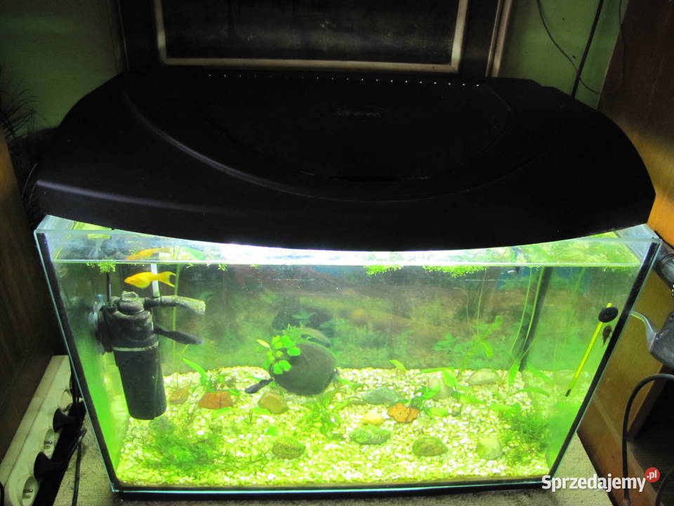 Akwarium 72 l z obsadą Toruń sprzedam