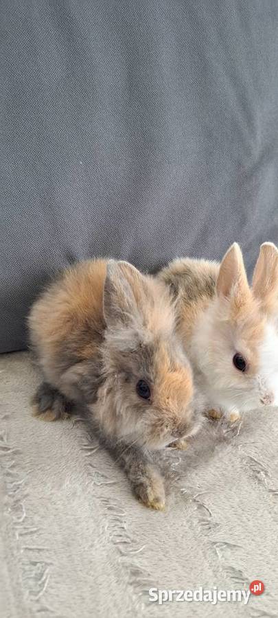 Króliki Miniaturki Nowy Sącz