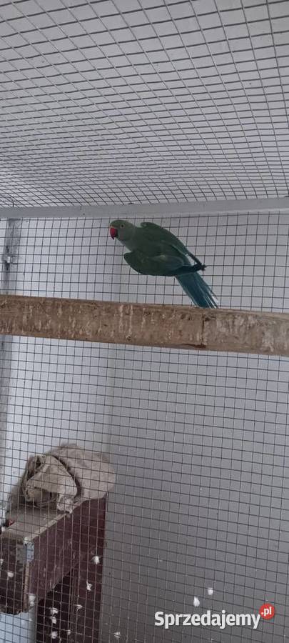 Aleksandrette obrożną kobalt turkus głowa ogon Rawicz