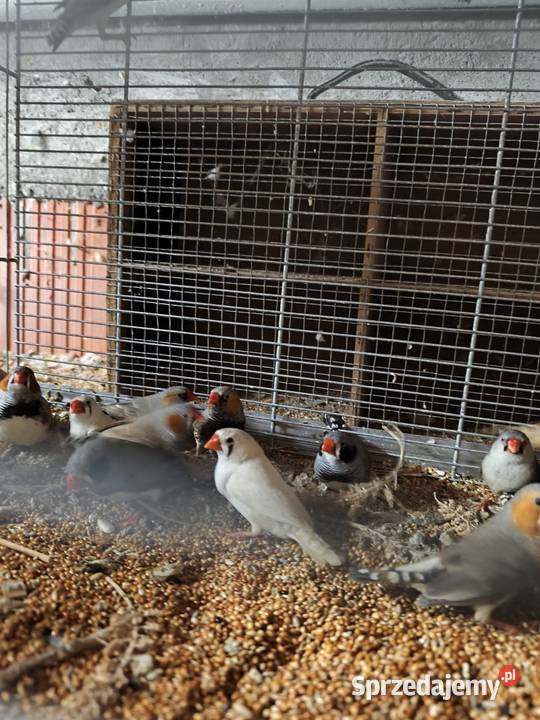 Gołąbki diamenton mam