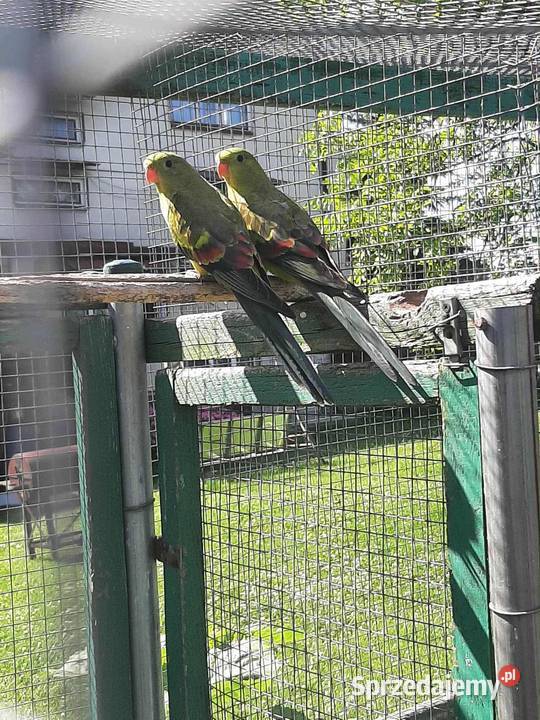 Papugi górskie bergi Skała