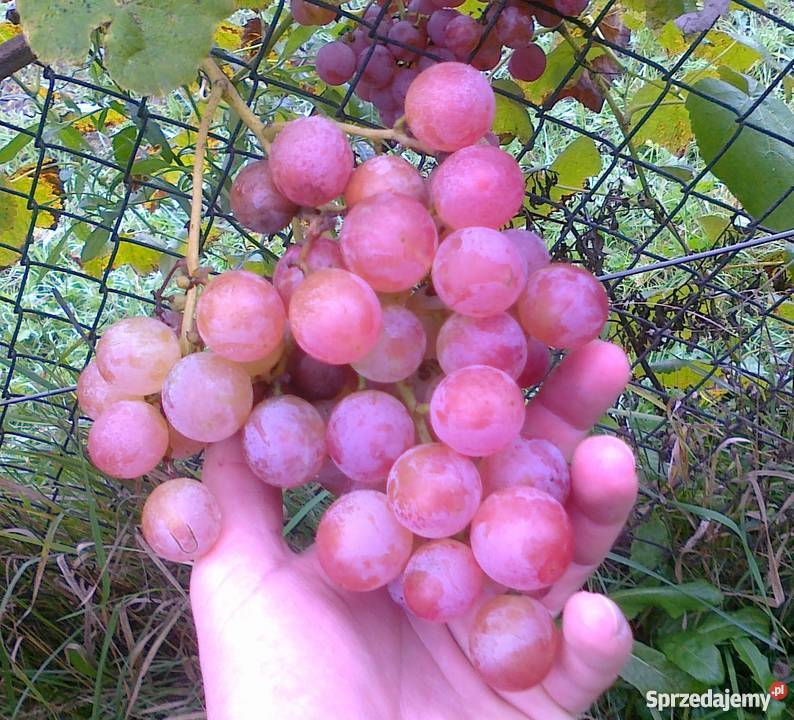 Sadzonki winorośli winogrona deserowe na wino z Jasło
