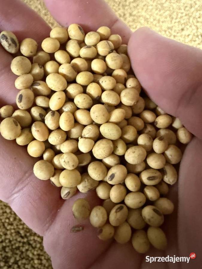 Soja nasiona gołębi i innego ptactwa Krężna