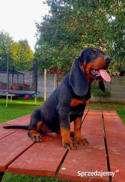 Gończy Polski Szczenięta ZKwP FCI