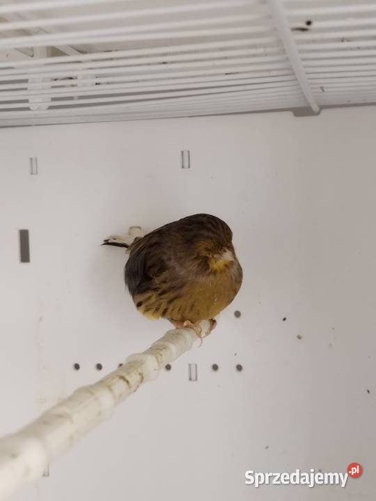 Kanarki Gloster Para Gostyń