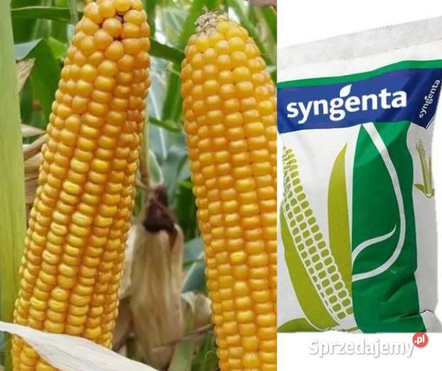 SY Aniston FAO 250 Pniewy