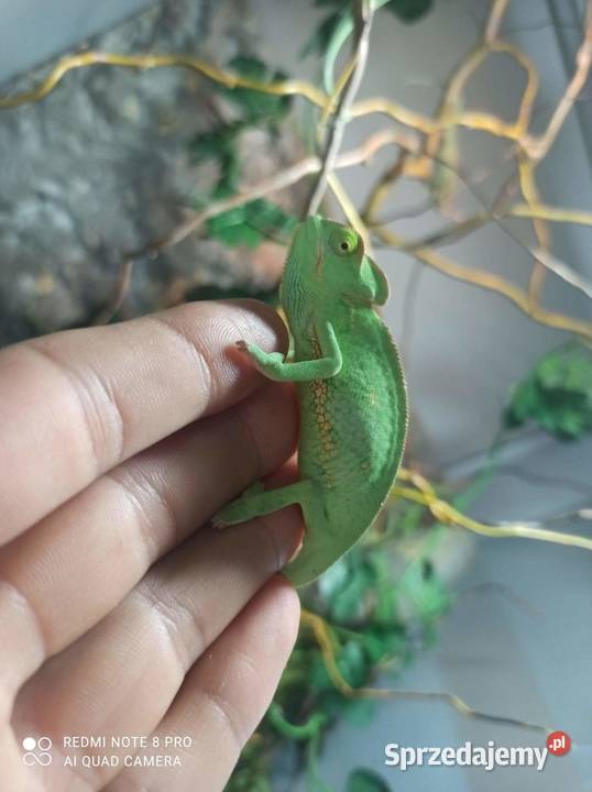 Sprzedam kameleony jemrńskie hodowla dokumenty Gady i płazy wielkopolskie Koło