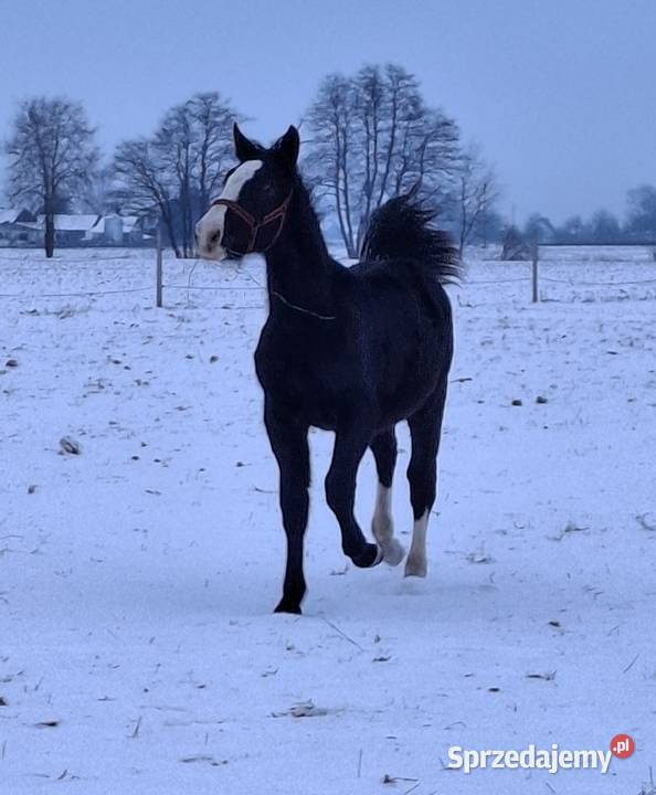 Sprzedam ogierka Jabłoń