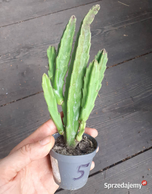Stapelia grandiflora 5 duże włochate kwiaty Dom i Ogród małopolskie