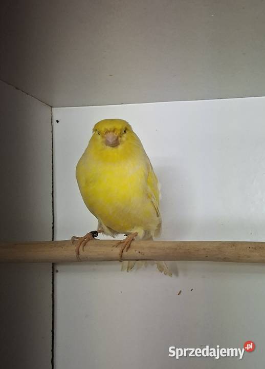 Kanarki glostery Wasilków