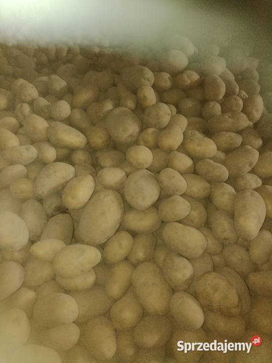 Sprzedam ziemniaki Brzeg