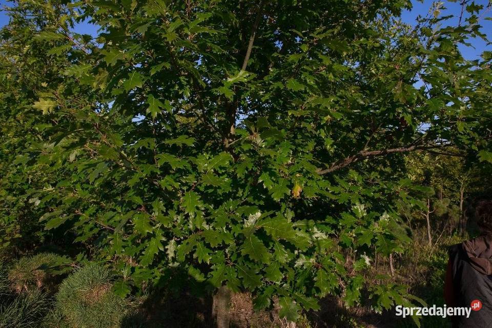 Dąb czerwony Quercus rubra obwód 810 z gruntu wielkopolskie