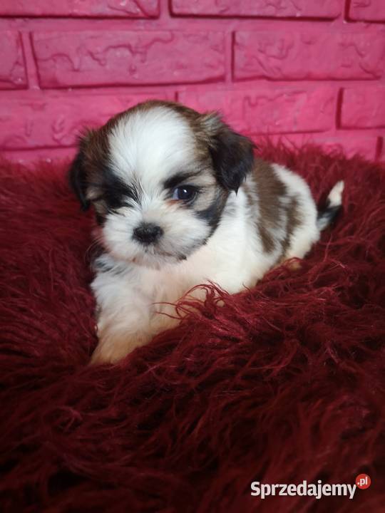 Szczeniaczki Rasy SHIH TZU SUCZKI I PIESKI Szczecinek sprzedam
