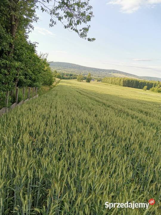 Pszenica ozima Wilejka centrali Masłów Drugi