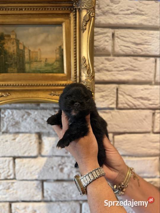 Szpic miniaturowy pomeranian boy śląskie Gliwice sprzedam