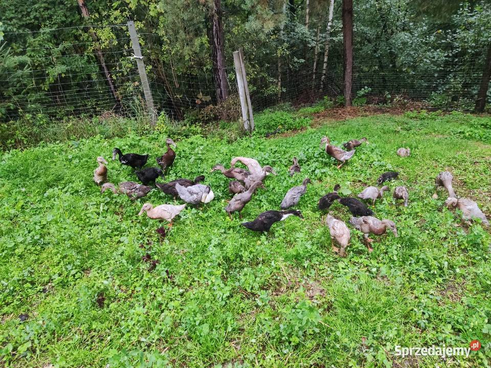 Kaczor i kaczka biegus biegusy indyjskie