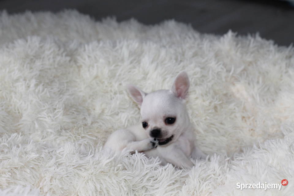 Gucci chihuahua ZKwP FCI prawdziwy rodowód Chihuahua Świnoujście