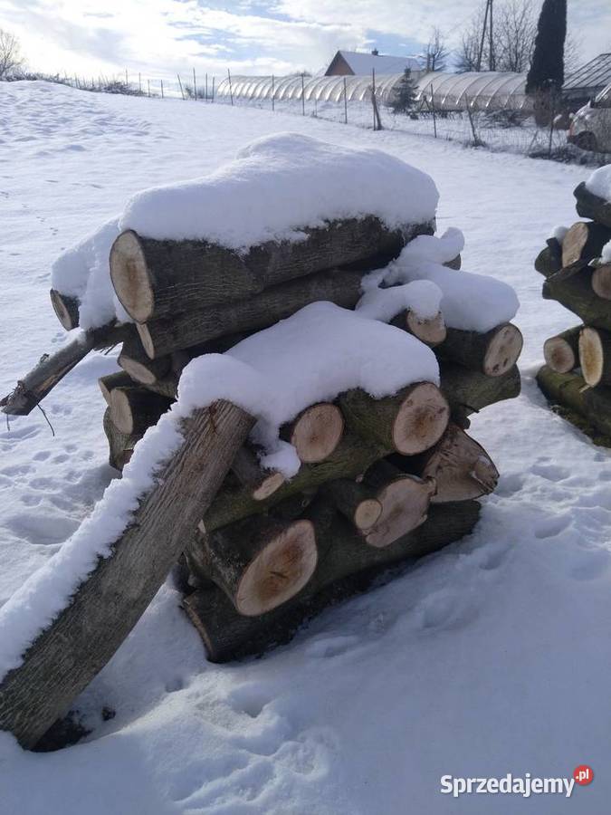 Drzewo orzech włoski Chocznia